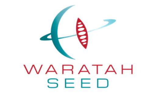 waratah seed
